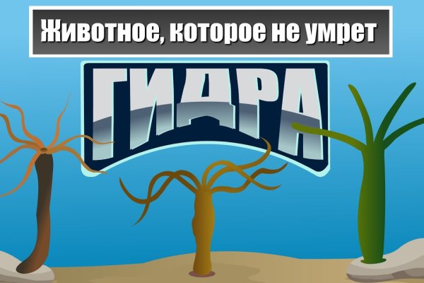 Мега площадка megakd top